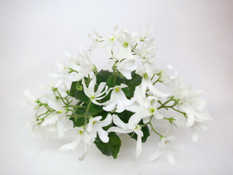 Lunar Lily White.jpg