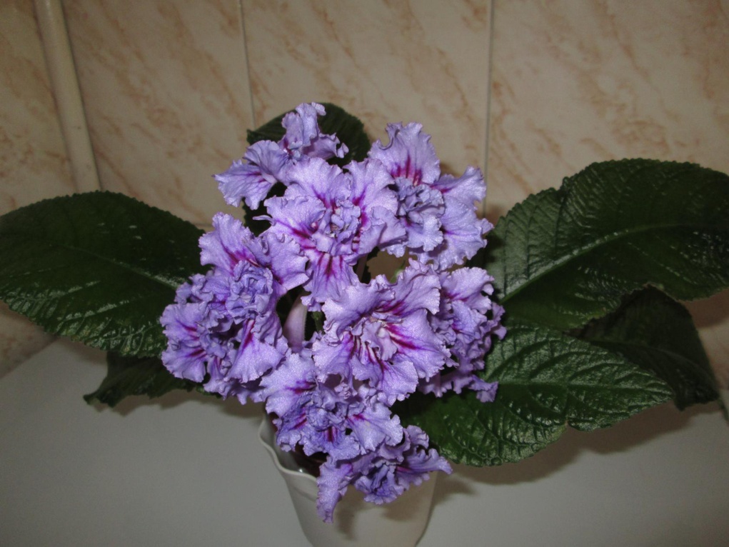 IMG_20200620_201154.jpg