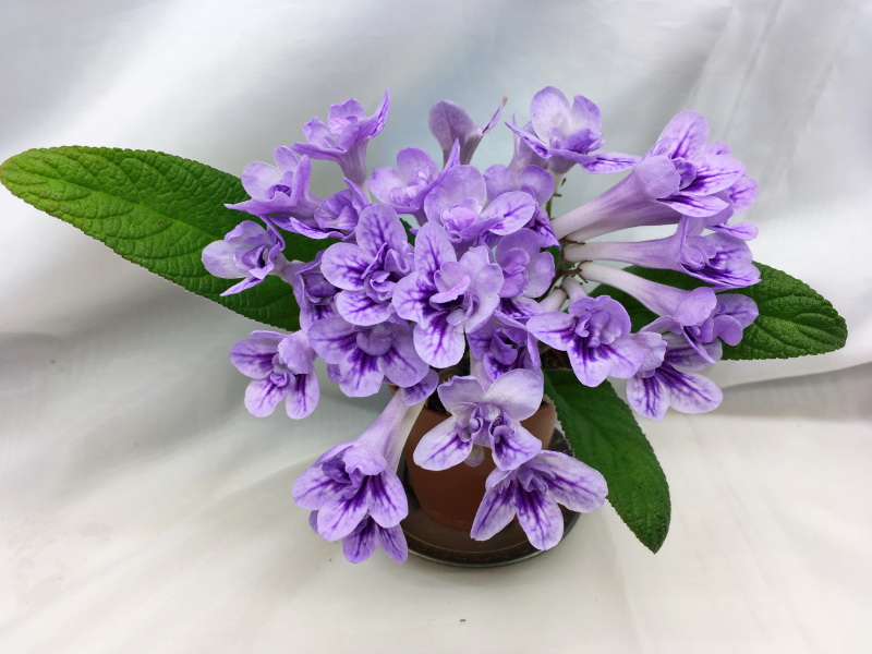 Bristol's Blue Bonnet (R. Robinson)