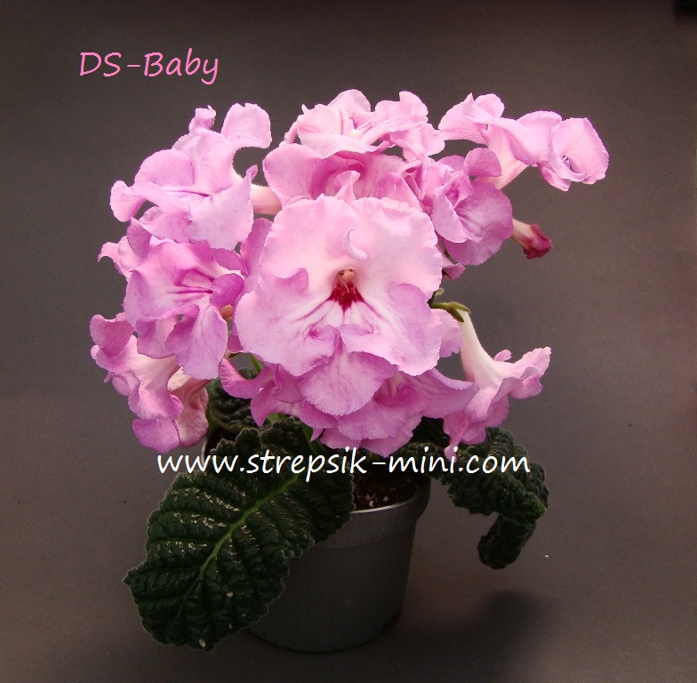 DS-Baby - копия.JPG