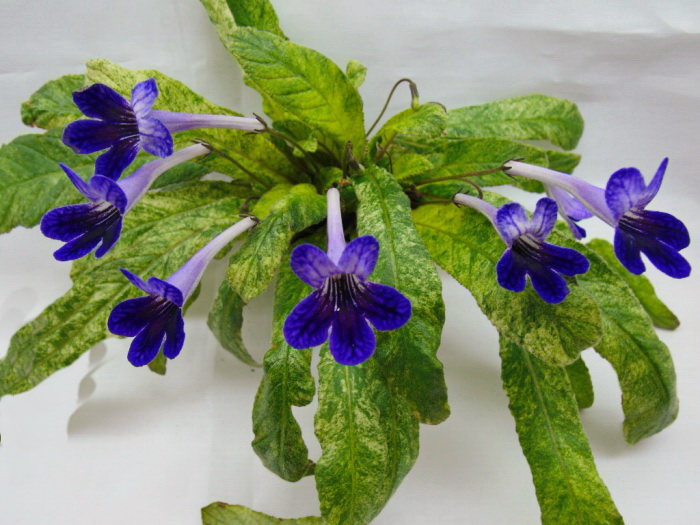 Dale's Polar Midnight (D. Martens)