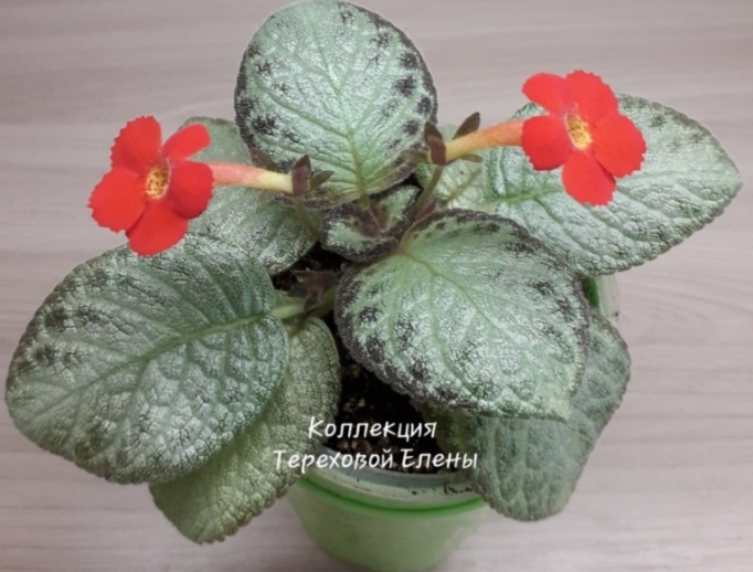 Эписция Temiscaming