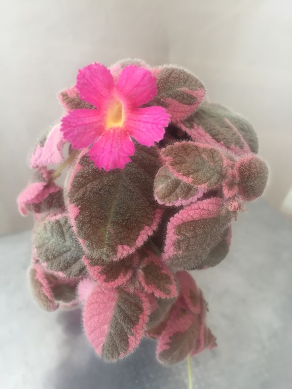 Pink Smoke.JPG