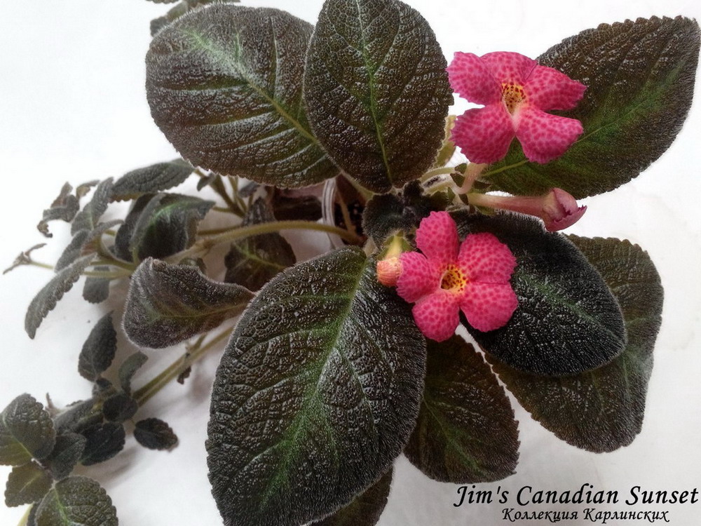 Jim's Canadian Sunset дф.jpg