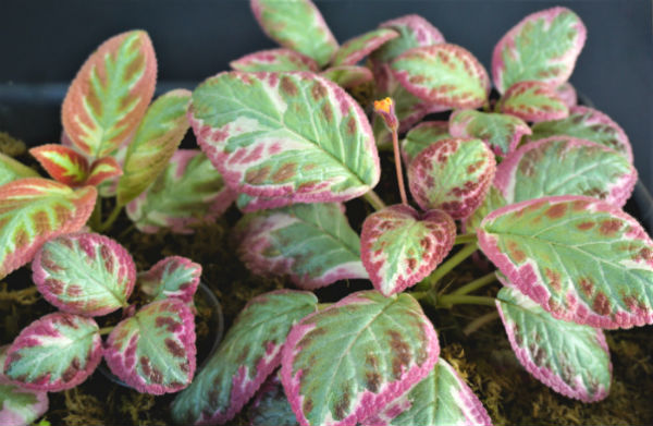 Pink Brocade Cleopatra.jpg