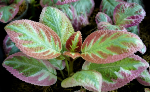 Pink Brocade.jpg