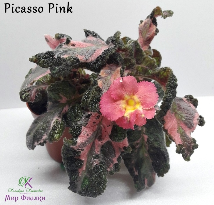 Picasso Pink.jpg