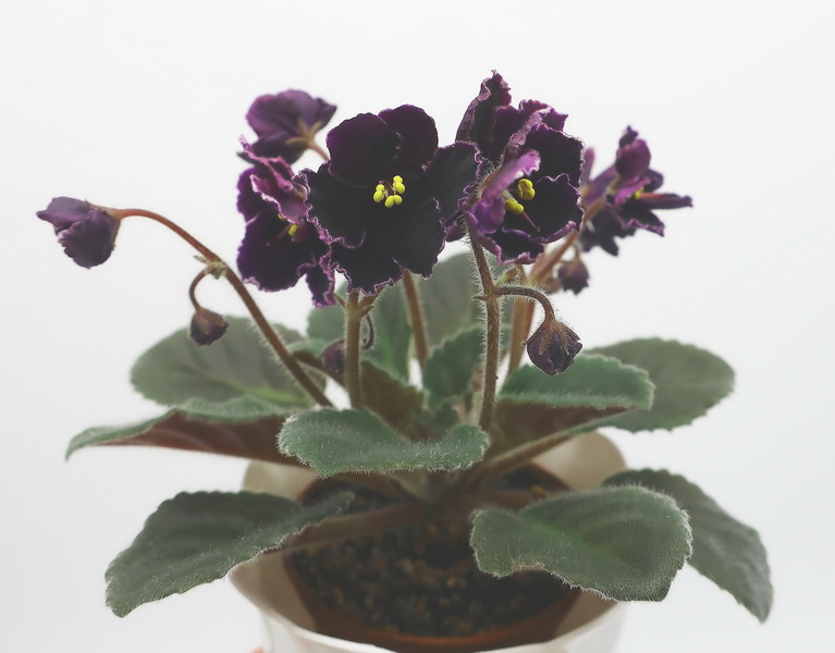 Mac's Black Pearl .jpg