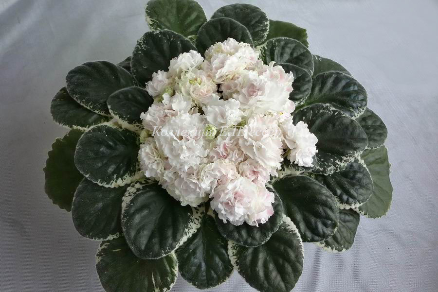 ЛЕ-Английская Роза.jpg