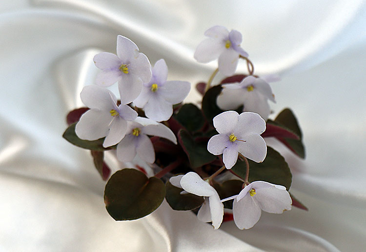 S. 5c2 clone diplotricha Parker.jpg