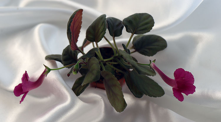 SRG's Wild Cherry.jpg