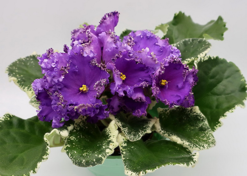 РС-д’Артаньян.jpg