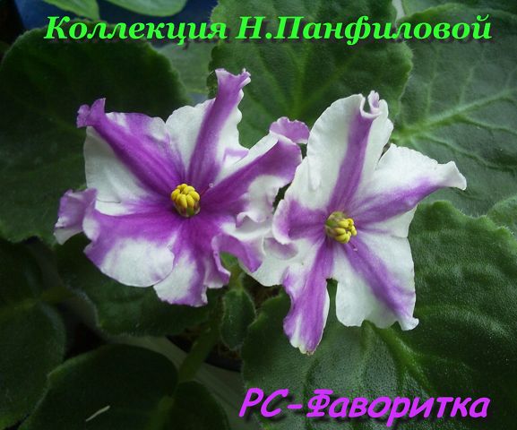 РС-Фаворитка-small.jpg
