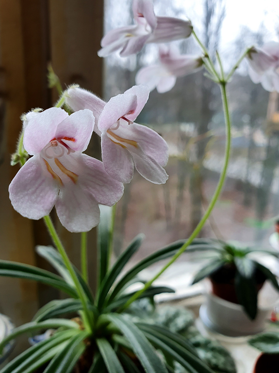 linearifolia_.jpg