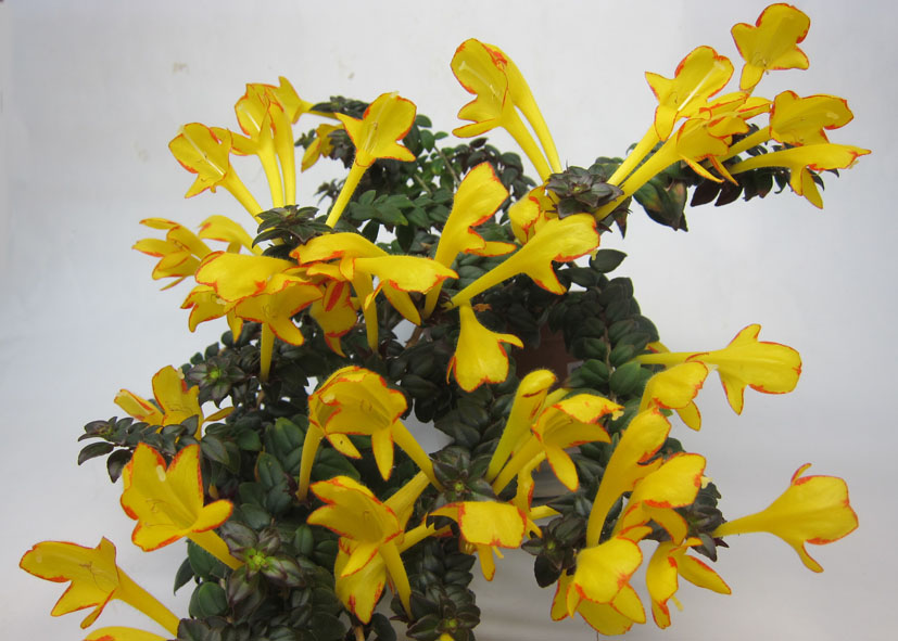 Carnival.jpg