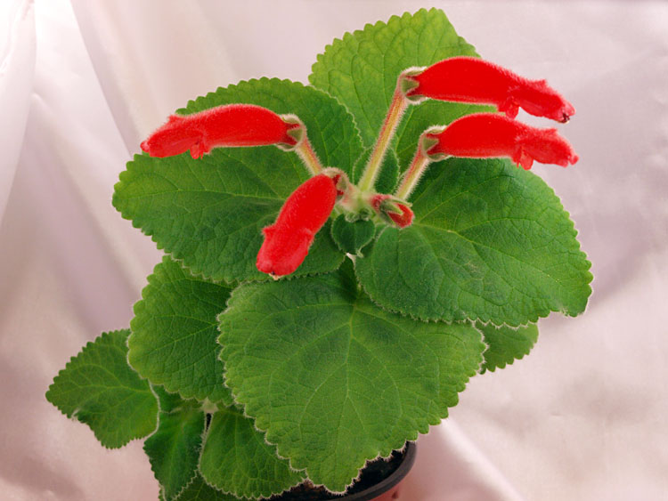 Sinningia cardinalis.jpg