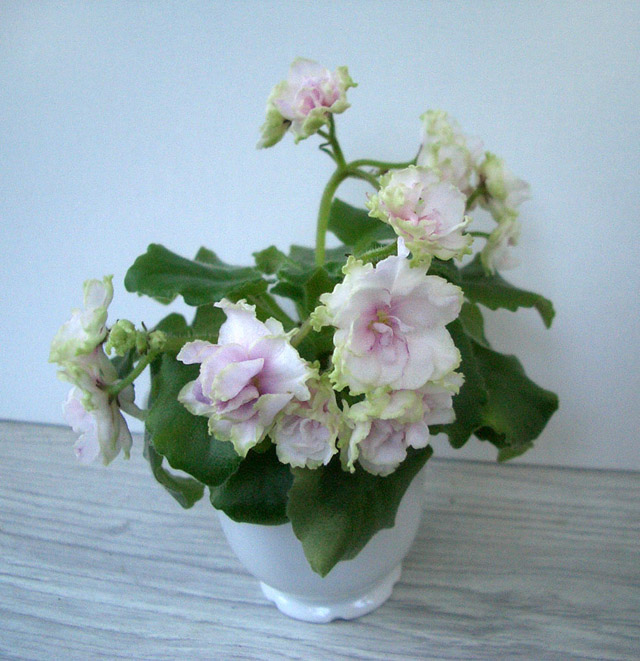 Morgan's Drifter Rose.jpg