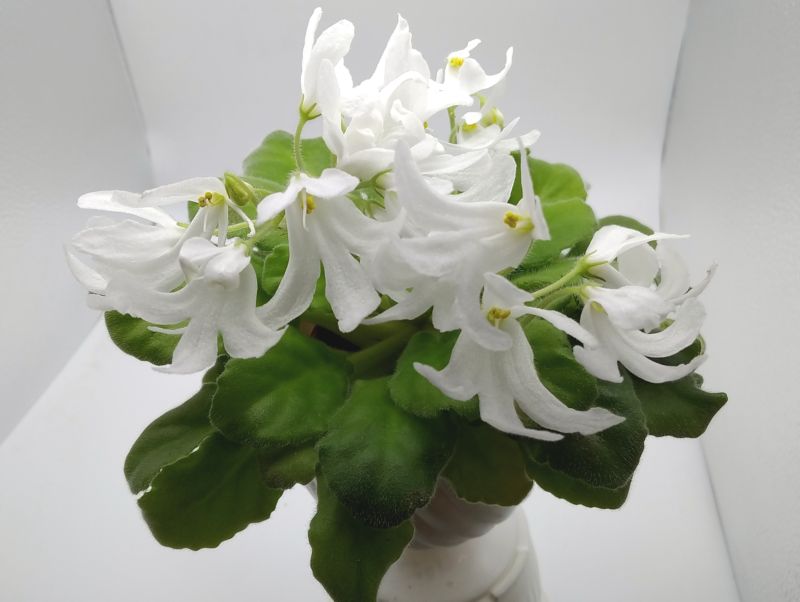 Lunar Lily.JPG