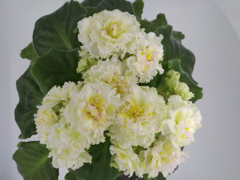 ЛЕ-Масленица.JPG