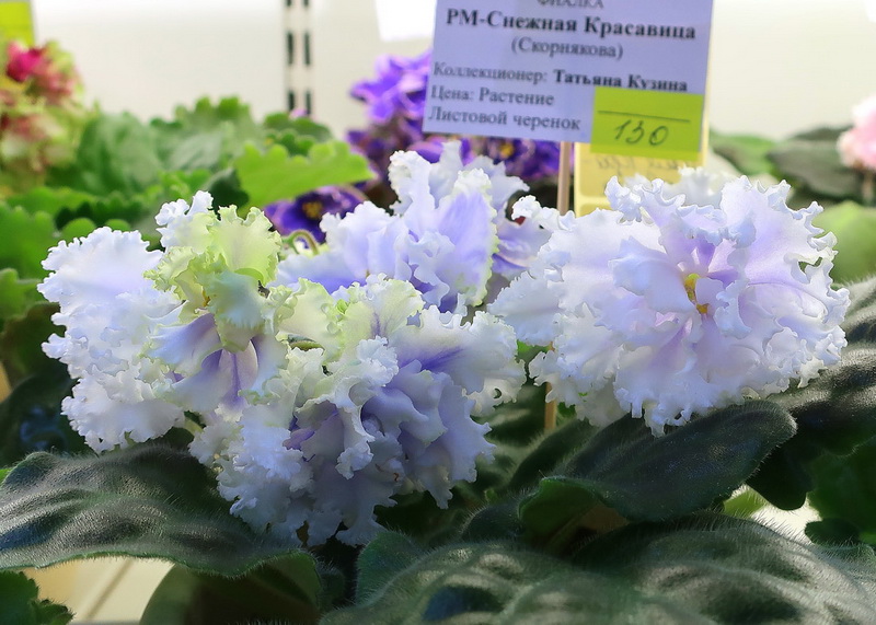 Кузина РМ-Снежная Красавица.jpg