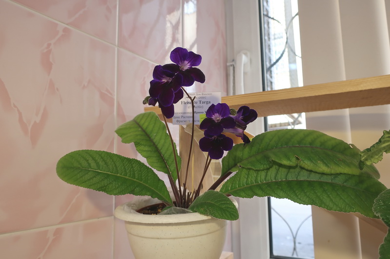 IMG_2586.JPG