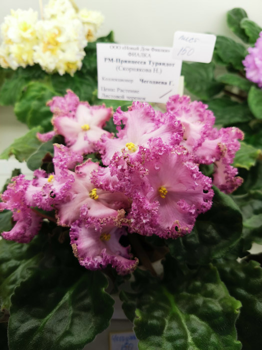 PSX_20200701_122919.jpg
