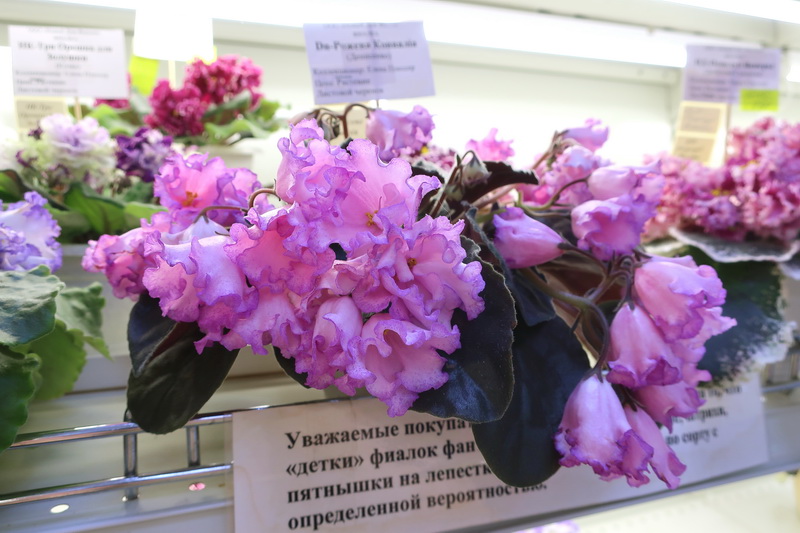 Плессер Dn-Рожева Конвалiя.JPG
