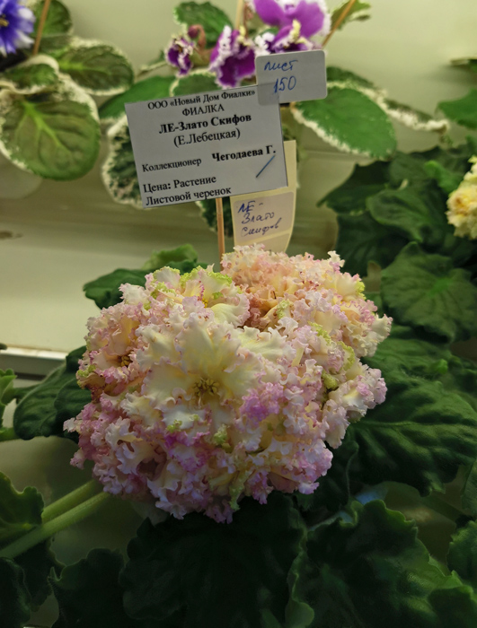 IMG_20200701_121515.jpg