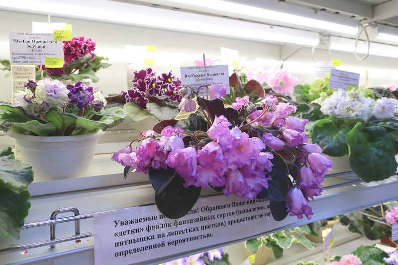 Плессер Dn-Рожева Конвалiя.JPG