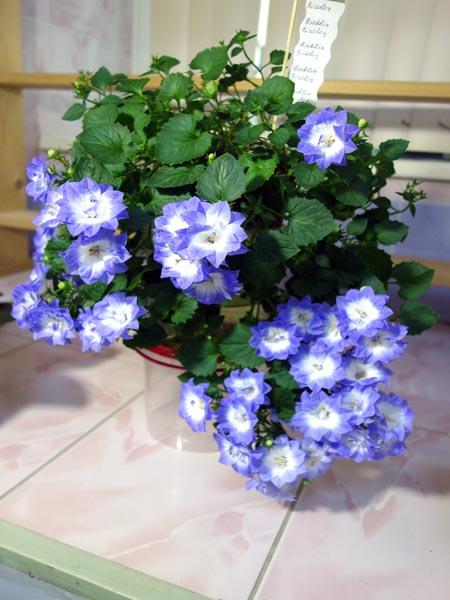 Кампанула Dublin Bicolor.jpg