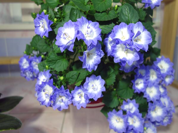 DSC08938.jpg