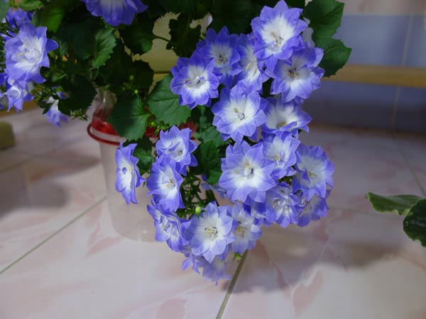 DSC08937.jpg