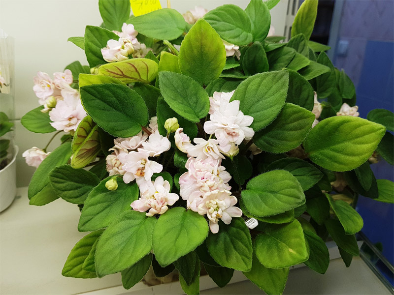 данилина_pink-mint.jpg