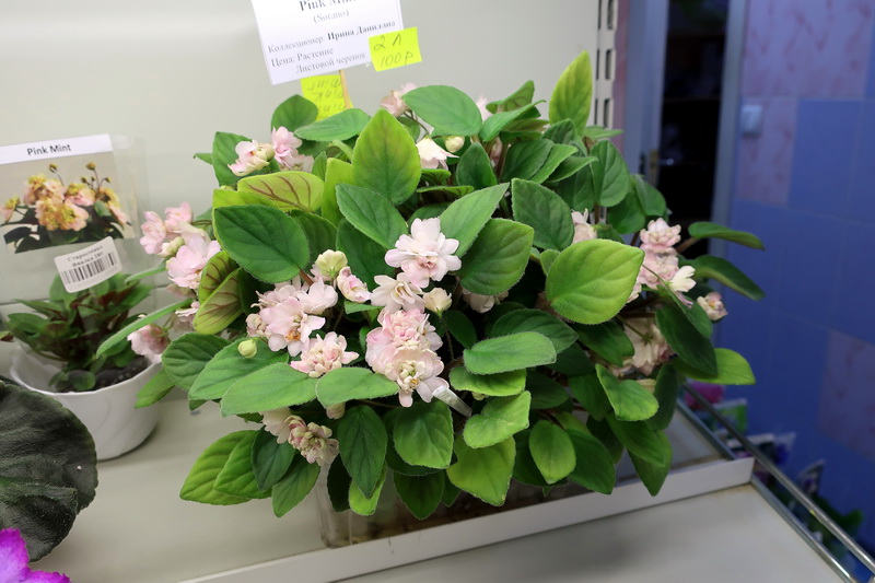 Данилина  трейлер Pink Mint.JPG