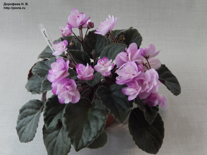 Ness' Satin Rose