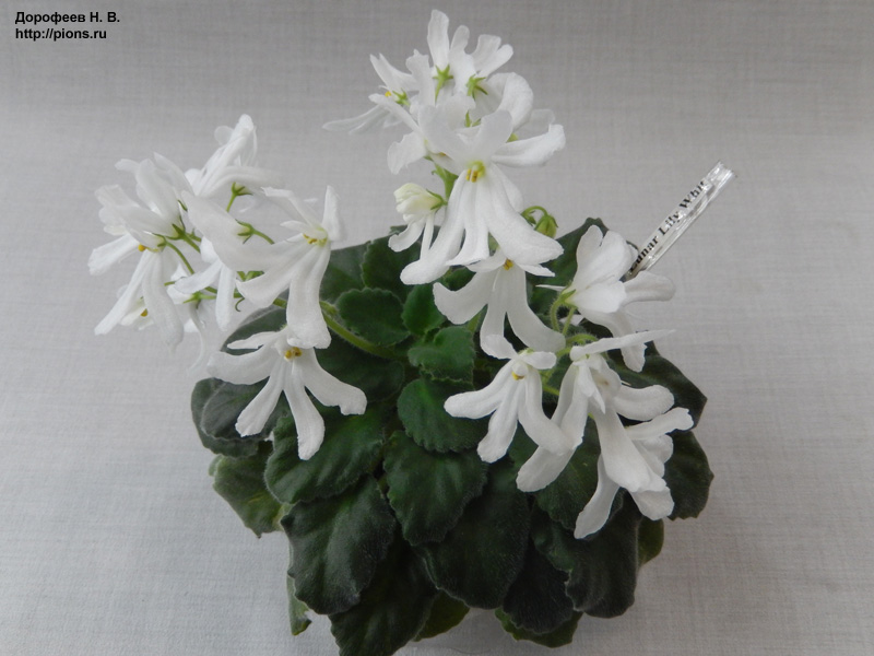 Lunar Lily White