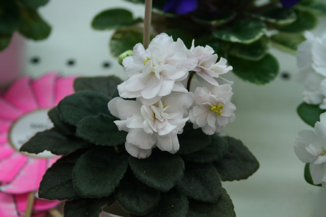 Jolly Moonflower