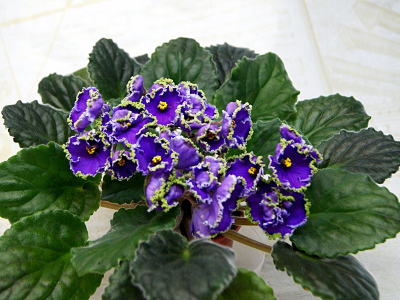Emerald Lace.JPG