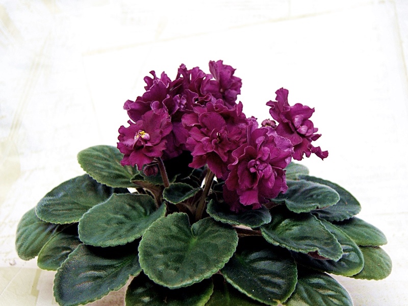 ЕК-Екатерина Великая.JPG