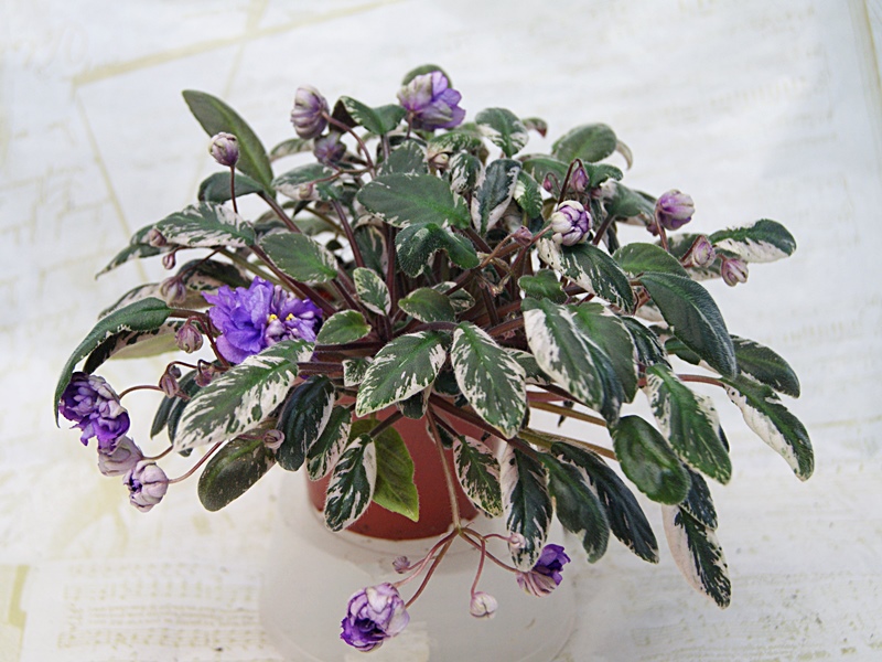 ЛЕ - Rose Noire.JPG