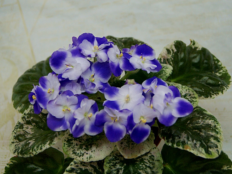Park Avenue Blue.JPG