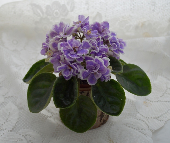 7 Звезд (Калгины)