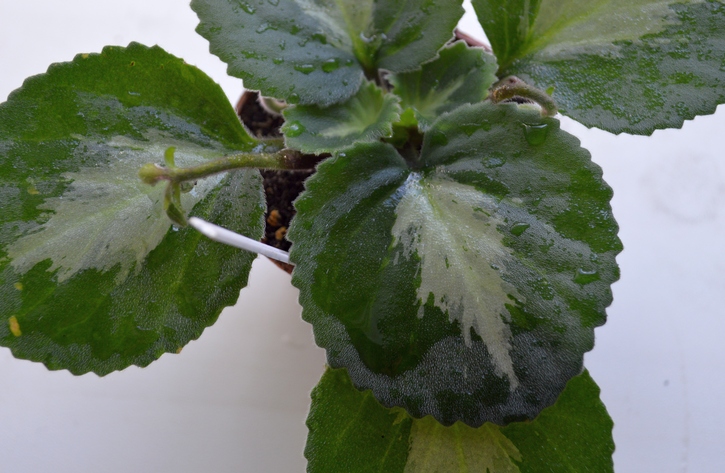 Brassicoides Marble Leaf