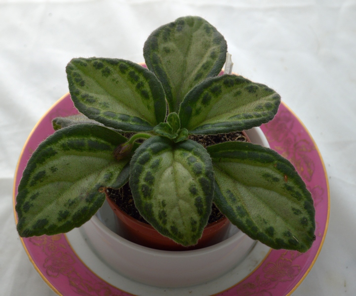 Patina	(P.Shalit)