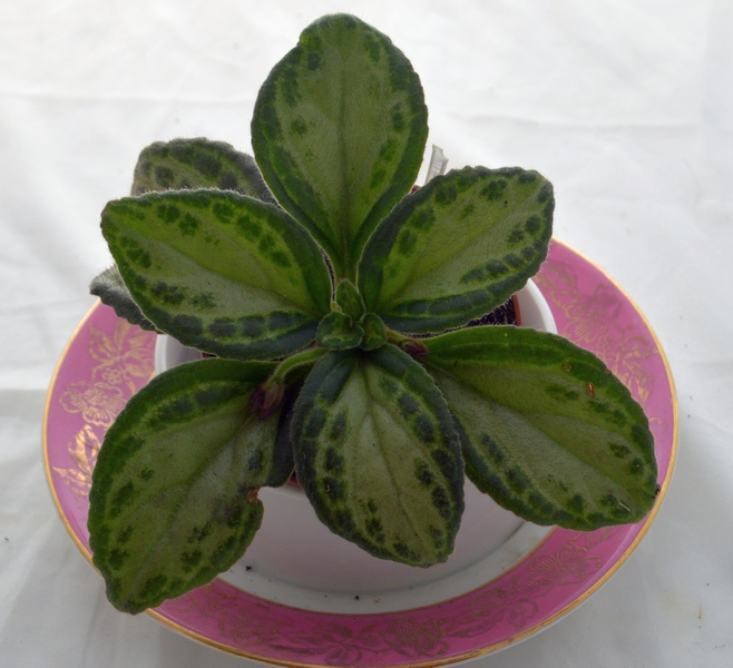Patina	(P.Shalit)