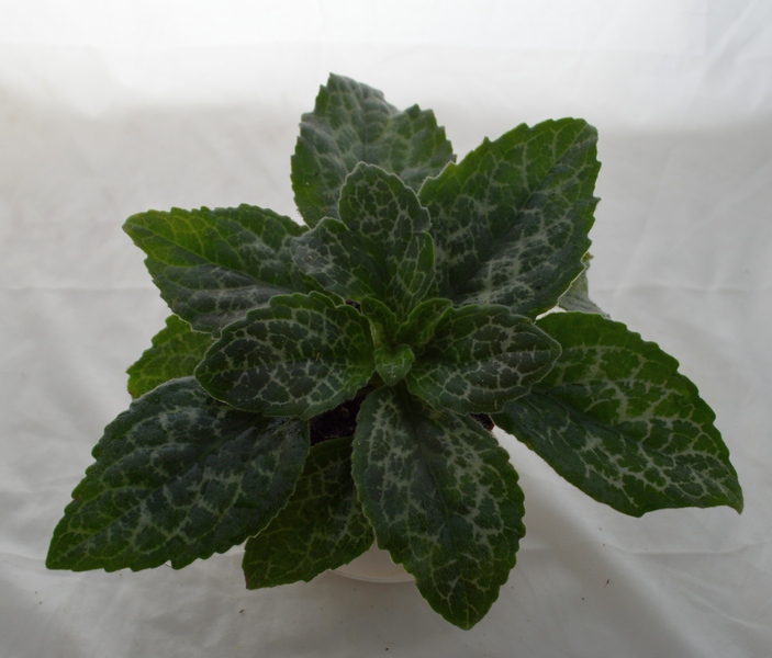 Sinensis Hisako