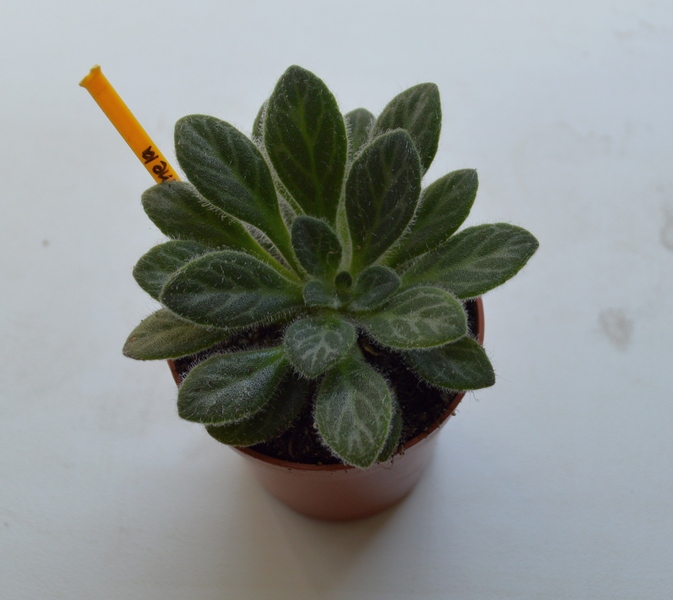 Gemella