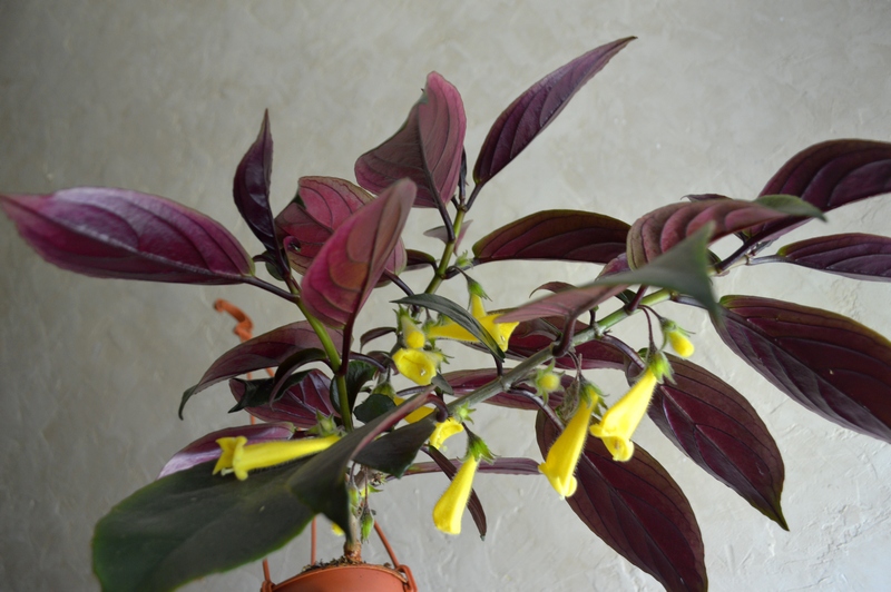Fluminensis