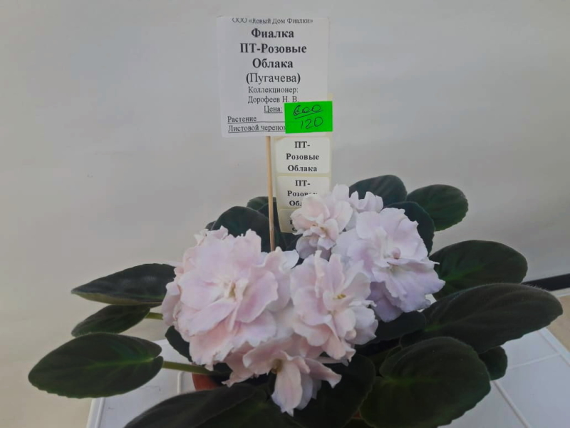EXKW0496.JPG