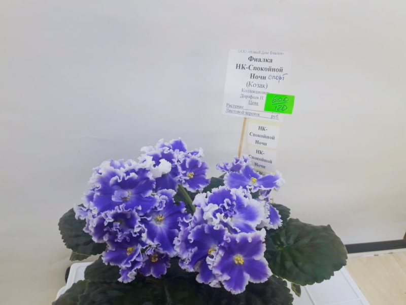 KXAB2495.JPG